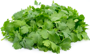 Cilantro